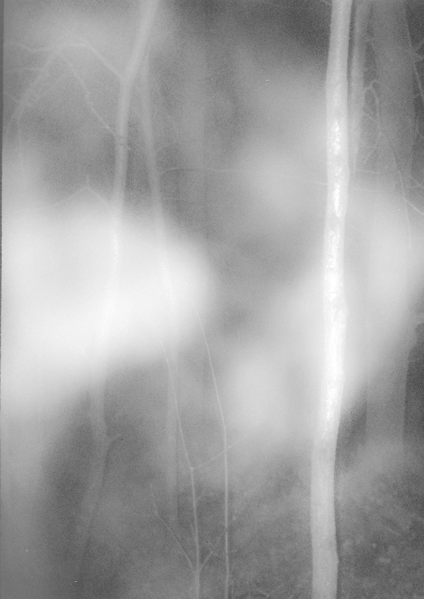 Osäker svartvit bild av trädstammar och grenar i skogsmiljö, delvis skymd av dimma eller ljusslöja.