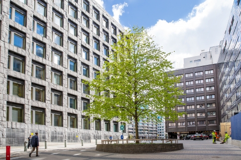 Ett grönt träd mitt på Benny Fredrikssons Torg. 