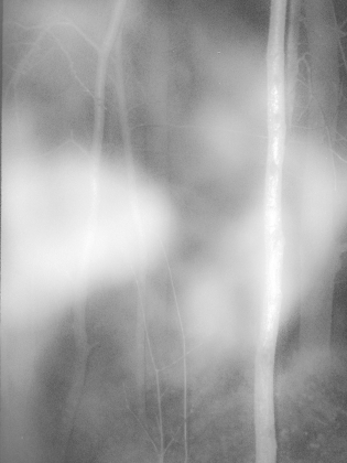 Osäker svartvit bild av trädstammar och grenar i skogsmiljö, delvis skymd av dimma eller ljusslöja.